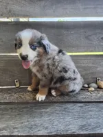 Goldfish, a male Australian Shepherd for sale in Amanda, OH – 1 of 1