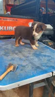 Floyd, a male Australian Shepherd for sale in Amanda, OH – 1 of 2