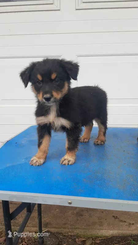 Sadie – Australian Shepherd puppy for sale in Amanda, OH