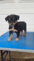 Sadie, a female Australian Shepherd for sale in Amanda, OH – 1 of 2