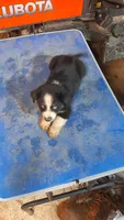Bob, a male Australian Shepherd for sale in Amanda, OH – 2 of 2