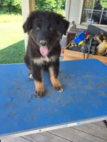 Shade, a male Australian Shepherd for sale in Amanda, OH – 2 of 4
