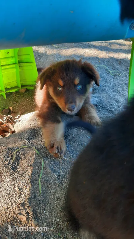 Romeo  – Australian Shepherd puppy for sale in Amanda, OH