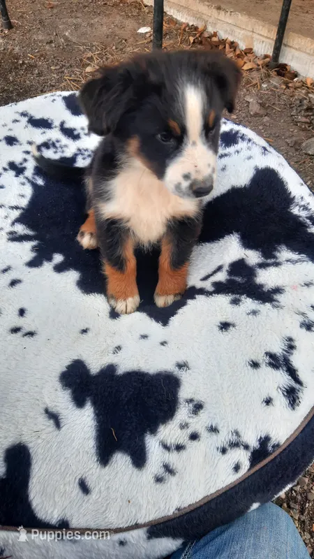Button – Australian Shepherd puppy for sale in Amanda, OH