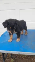 Sadie, a female Australian Shepherd for sale in Amanda, OH – 2 of 2