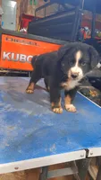 Dom, a male Australian Shepherd for sale in Amanda, OH – 2 of 2