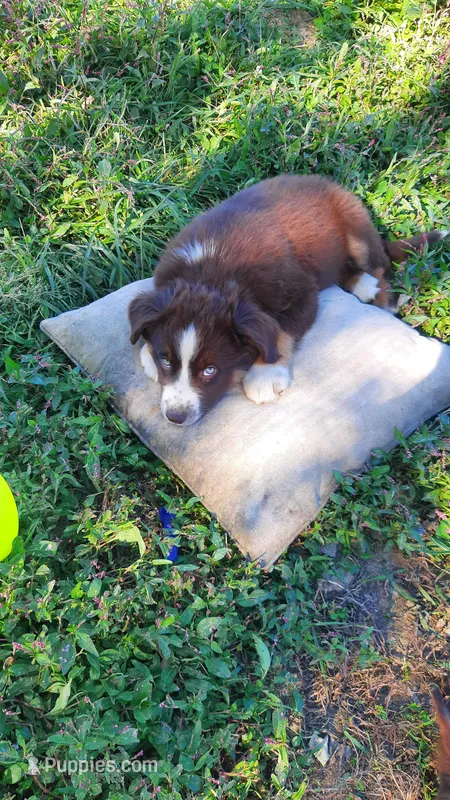 Ruger – Australian Shepherd puppy for sale in Amanda, OH