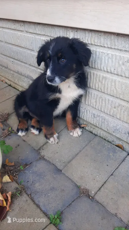 Lily – Australian Shepherd puppy for sale in Amanda, OH