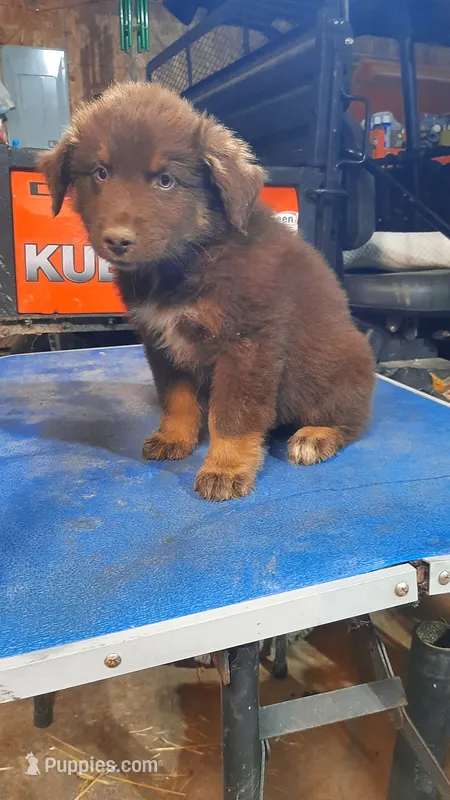 Charlie – Australian Shepherd puppy for sale in Amanda, OH