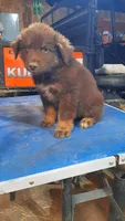 Charlie, a male Australian Shepherd for sale in Amanda, OH – 1 of 2