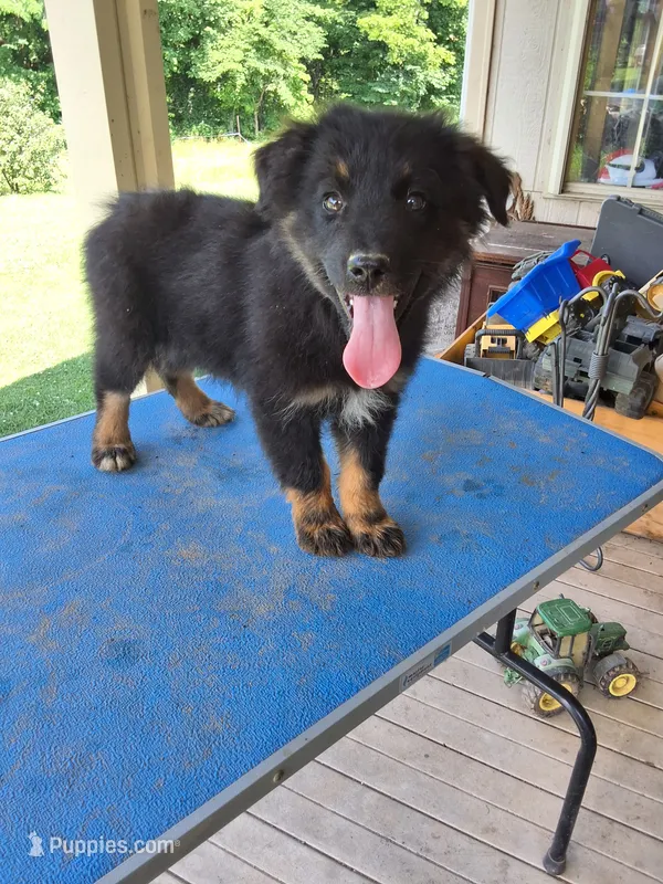 Little Jenny – Australian Shepherd puppy for sale in Amanda, OH