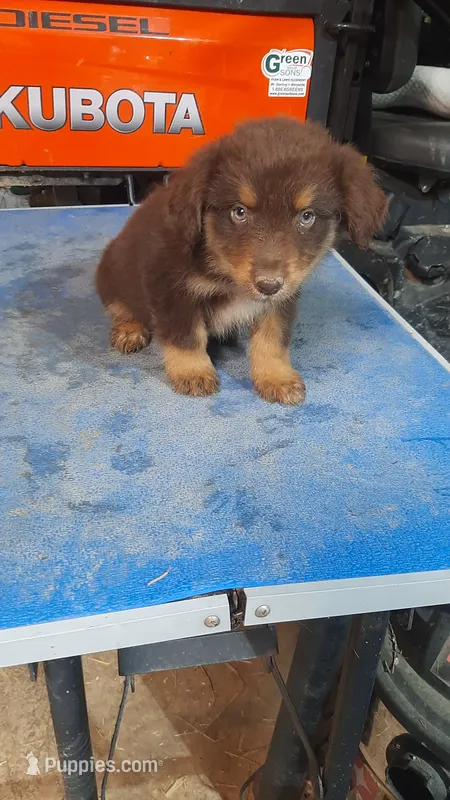 Romeo  – Australian Shepherd puppy for sale in Amanda, OH