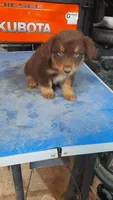 Romeo , a male Australian Shepherd for sale in Amanda, OH – 1 of 2
