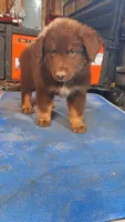 Charlie, a male Australian Shepherd for sale in Amanda, OH – 2 of 2