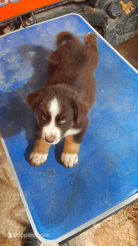 Ruger – Australian Shepherd puppy for sale in Amanda, OH