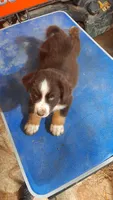 Ruger, a male Australian Shepherd for sale in Amanda, OH – 1 of 2