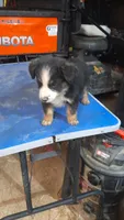 Button, a male Australian Shepherd for sale in Amanda, OH – 2 of 2