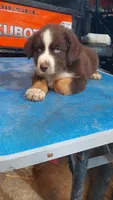 Ruger, a male Australian Shepherd for sale in Amanda, OH – 2 of 2