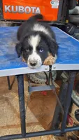 Midnight , a male Australian Shepherd for sale in Amanda, OH – 2 of 2