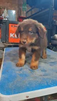Romeo , a male Australian Shepherd for sale in Amanda, OH – 2 of 2