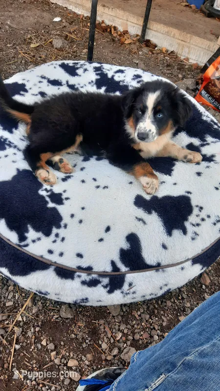 Midnight  – Australian Shepherd puppy for sale in Amanda, OH