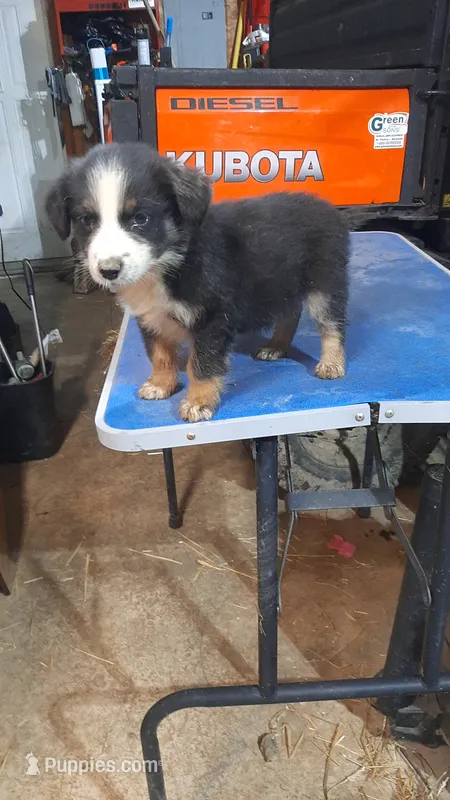 Button – Australian Shepherd puppy for sale in Amanda, OH