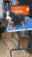 Button, a male Australian Shepherd for sale in Amanda, OH – 1 of 2