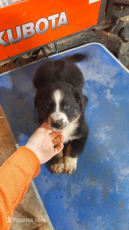 Dom – Australian Shepherd puppy for sale in Amanda, OH
