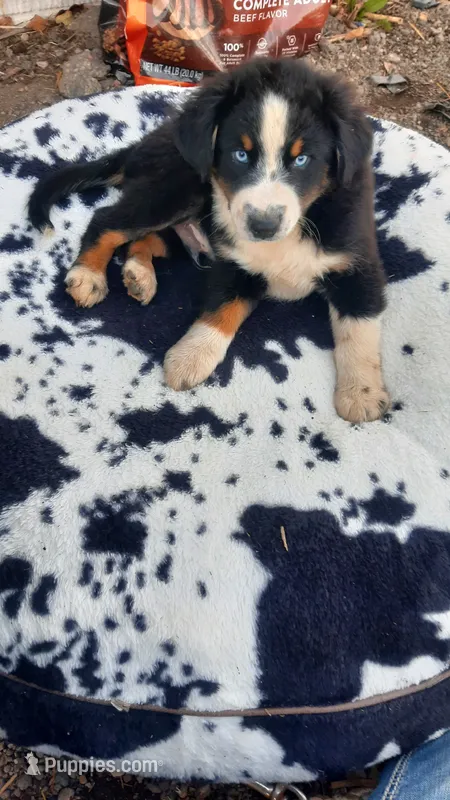 Bob – Australian Shepherd puppy for sale in Amanda, OH