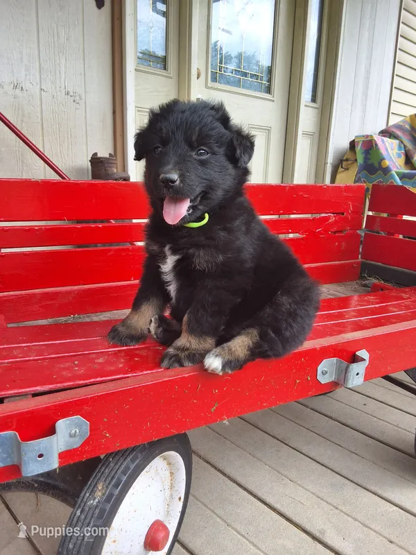 Little Jenny – Australian Shepherd puppy for sale in Amanda, OH
