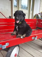 Little Jenny, a female Australian Shepherd for sale in Amanda, OH – 1 of 1