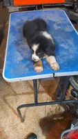 Midnight , a male Australian Shepherd for sale in Amanda, OH – 1 of 2
