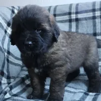 Brown Boy, a male Leonberger for sale in Frederic, WI – Photo 6 of 8