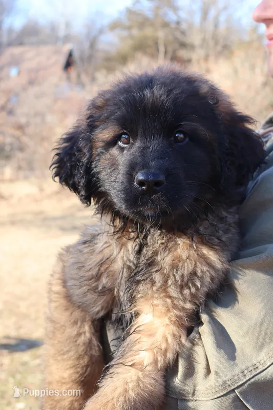 Brown Boy – Leonberger puppy for sale in Frederic, WI