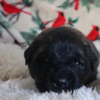 Brown Boy, a male Leonberger for sale in Frederic, WI – Photo 7 of 8