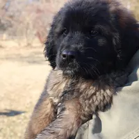 Brown Boy, a male Leonberger for sale in Frederic, WI – Photo 2 of 8