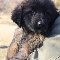 Brown Boy, a male Leonberger for sale in Frederic, WI – Photo 4 of 8