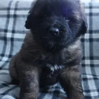 Brown Boy, a male Leonberger for sale in Frederic, WI – Photo 5 of 8