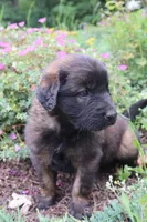 Tulip, a female Leonberger for sale in Frederic, WI – 2 of 2