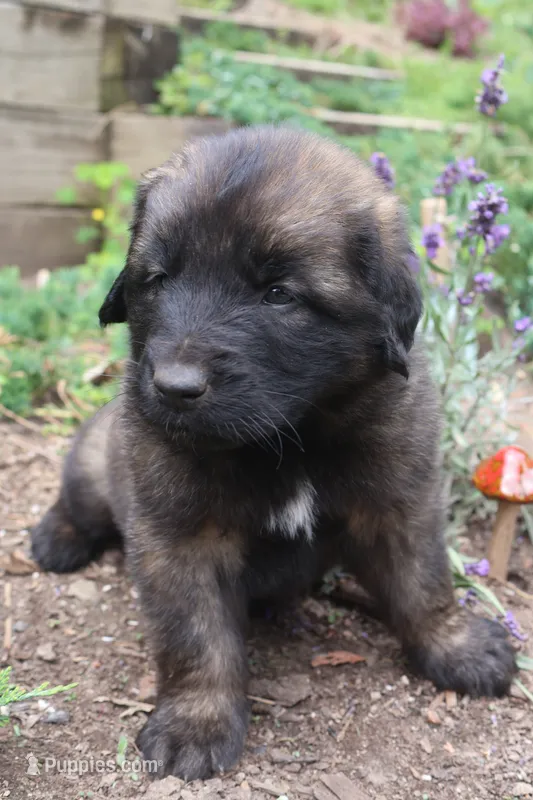 Cliff – Leonberger puppy for sale in Frederic, WI