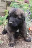 Cliff, a male Leonberger for sale in Frederic, WI – 1 of 2