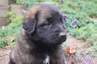 Cliff, a male Leonberger for sale in Frederic, WI – 2 of 2