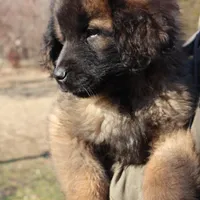 Red Boy, a male Leonberger for sale in Frederic, WI – Photo 3 of 10