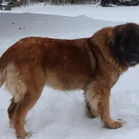 Red Boy, a male Leonberger for sale in Frederic, WI – Photo 9 of 10