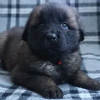 Red Boy, a male Leonberger for sale in Frederic, WI – Photo 5 of 10
