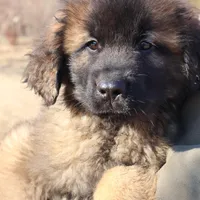 Red Boy, a male Leonberger for sale in Frederic, WI – Photo 2 of 10