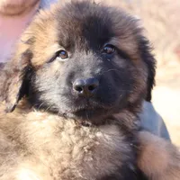 Red Boy, a male Leonberger for sale in Frederic, WI – Photo 1 of 10