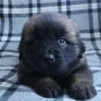 Red Boy, a male Leonberger for sale in Frederic, WI – Photo 6 of 10