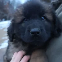 Red Boy, a male Leonberger for sale in Frederic, WI – Photo 4 of 10