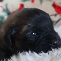 Red Boy, a male Leonberger for sale in Frederic, WI – Photo 7 of 10